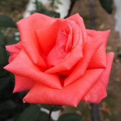 �\��̔� �o�� �c �o�� �V�c ��� �n�[���j�[ �ؗ��� �l�G�炫 �K�N �΂� �� tros 4�����{�ȍ~����