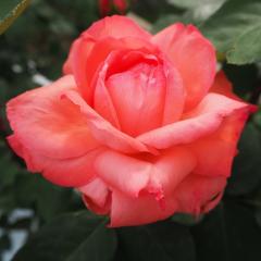 �\��̔� �o�� �c �o�� �V�c ��� �s���N�p���T�[ �ؗ��� �l�G�炫 �K�N �΂� �s���N tros 4�����{�ȍ~����