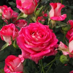 �\��̔� �o�� �c �o�� �V�c ���� �t�@���^�W�A �ؗ��� �l�G�炫 �K�N �΂� �s���N tros 4�����{�ȍ~����