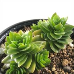 �����A�� hm�N���b�X�� �G�X�^�j���[�� �����A�� �N���b�X�� 6cm�|�b�g