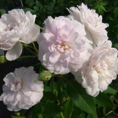 �\��̔� �o�� �c �o�� �V�c �I�[���h���[�Y �u���b�V���m���[�b�g ���� �K�N �΂� �s���N tros 4�����{�ȍ~����