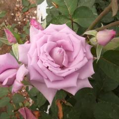 �\��̔� �o�� �c �o�� �V�c ��o�� �}�_�����B�I�� �K�N �΂� �� tros 4�����{�ȍ~����