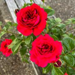 �\��̔� �o�� �c �o�� �V�c ��o�� ���b�h���I�i���h�_�r���` �K�N �΂� �� ���b�h���I�i���h�_���B���` tros 4�����{�ȍ~����