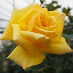 �\��̔� �o�� �c �o�� �V�c ��� �V�É��� �ؗ��� �l�G�炫 �K�N �΂� �� tros 4�����{�ȍ~����