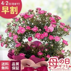 �_ ���� �^ ��̓� �v���[���g �o�� ���P �����O 5���� �������� ��̓��M�t�g �� ���A�� ��o�� ���{�ԃL����