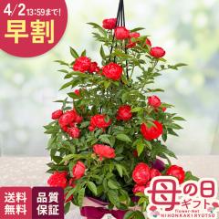 �_ ���� �^ ��̓� �v���[���g �o�� �I�����W�}�U�[�Y�f�C �^���[ 6���� �������� ��̓��M�t�g �� ���A�� ��o�� ���{�ԃL����