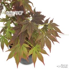 �\��̔� ���݂� �[�� 12cm�|�b�g �ږؕc �g�t ���~�W ��� �c�� �Ԗ� take 4�����{�ȍ~����