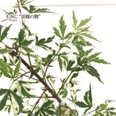 �\��̔� ���݂� �Ӓ��̕� 12cm�|�b�g �ږؕc �g�t ���~�W ��� �c�� �Ԗ� take 4�����{�ȍ~����