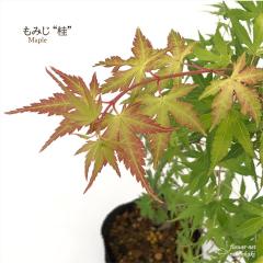 �\��̔� ���݂� �j 12cm�|�b�g �ږؕc �g�t ���~�W ��� �c�� �Ԗ� take 4�����{�ȍ~����