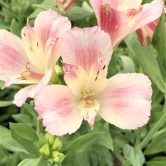 �\��̔� �A���X�g�������A �c �A�J�l 10.5cm�|�b�g �h���� �ԕc �K�[�f�j���O �c kwi 3�����{�ȍ~����