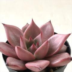 A hmGPxA I A GPxA 6cm|bg