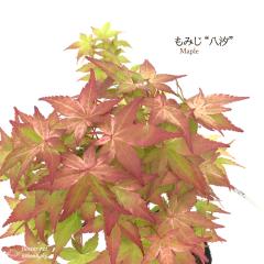 �\��̔� ���݂� ���� 12cm�|�b�g �ږؕc �g�t ���~�W ��� �c�� �Ԗ� take 4�����{�ȍ~����