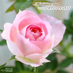 �\��̔� �~�j�o�� �I�v�e�B�}�`���`�� 3���|�b�g �o�� �K�N �o���c �c mnu 3����{�ȍ~����