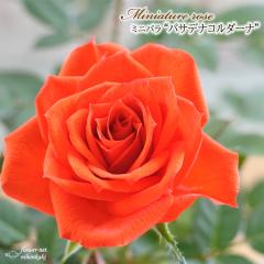 �y�܂��Ȃ����ߐ؂�z �\��̔� �~�j�o�� �p�T�f�i�R���_�[�i 3���|�b�g �o�� �K�N �o���c �c mnu 4�����{�ȍ~����