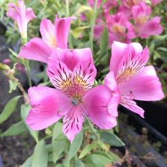 �\��̔� �A���X�g�������A �c �A�L�q�� 10.5cm�|�b�g �h���� �ԕc �K�[�f�j���O �c kwi 3�����{�ȍ~����