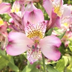 �\��̔� �A���X�g�������A �c �E�C���N 10.5cm�|�b�g �h���� �ԕc �K�[�f�j���O �c kwi 3�����{�ȍ~����