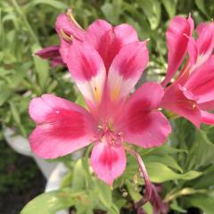 �\��̔� �A���X�g�������A �c �E�F���f�B 10.5cm�|�b�g �h���� �ԕc �K�[�f�j���O �c kwi 3�����{�ȍ~����