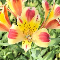 �\��̔� �A���X�g�������A �c �L�C�T�o 10.5cm�|�b�g �h���� �ԕc �K�[�f�j���O �c kwi 3�����{�ȍ~����