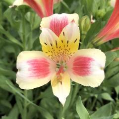 �\��̔� �A���X�g�������A �c �L�z�m�J 10.5cm�|�b�g �h���� �ԕc �K�[�f�j���O �c kwi 3�����{�ȍ~����