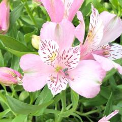 �\��̔� �A���X�g�������A �c �T�N�� 10.5cm�|�b�g �h���� �ԕc �K�[�f�j���O �c kwi 3�����{�ȍ~����