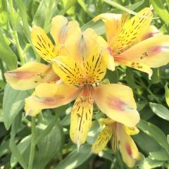 �\��̔� �A���X�g�������A �c �W���C�S�[���h 10.5cm�|�b�g �h���� �ԕc �K�[�f�j���O �c kwi 3�����{�ȍ~����