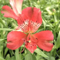 �\��̔� �A���X�g�������A �c �X�J�[���b�g 10.5cm�|�b�g �h���� �ԕc �K�[�f�j���O �c kwi 3�����{�ȍ~����