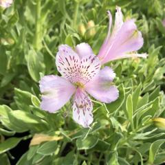 �\��̔� �A���X�g�������A �c �X�Y�U�N�� 10.5cm�|�b�g ������h���� �ԕc �K�[�f�j���O �c kwi 3�����{�ȍ~����