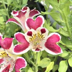 �\��̔� �A���X�g�������A �c �g���v���n�[�g 10.5cm�|�b�g �h���� �ԕc �K�[�f�j���O �c kwi 3�����{�ȍ~����