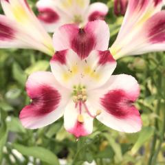 �\��̔� �A���X�g�������A �c �n�s�l�X 10.5cm�|�b�g �h���� �ԕc �K�[�f�j���O �c kwi 3�����{�ȍ~����