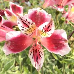 �\��̔� �A���X�g�������A �c �q�m�}�� 10.5cm�|�b�g �h���� �ԕc �K�[�f�j���O �c kwi 3�����{�ȍ~����