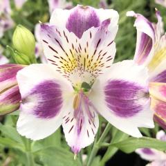 �\��̔� �A���X�g�������A �c �t�W���X�� 10.5cm�|�b�g �h���� �ԕc �K�[�f�j���O �c kwi 3�����{�ȍ~����