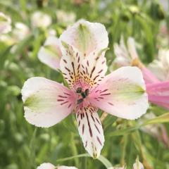 �\��̔� �A���X�g�������A �c �v�e�B�o�j�� 10.5cm�|�b�g �h���� �ԕc �K�[�f�j���O �c kwi 3�����{�ȍ~����