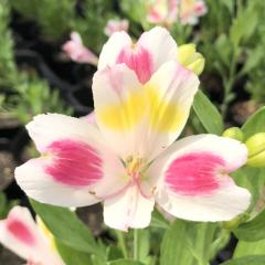 �\��̔� �A���X�g�������A �c �z�m�J 10.5cm�|�b�g �h���� �ԕc �K�[�f�j���O �c kwi 3�����{�ȍ~����