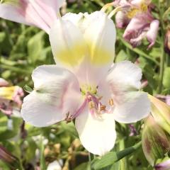 �\��̔� �A���X�g�������A �c �z���C�L�[�Y 10.5cm�|�b�g �h���� �ԕc �K�[�f�j���O �c kwi 3�����{�ȍ~����