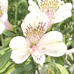 �\��̔� �A���X�g�������A �c �z���C�g�X�^�[ 10.5cm�|�b�g �h���� �ԕc �K�[�f�j���O �c kwi 3�����{�ȍ~����