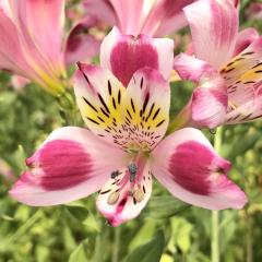 �\��̔� �A���X�g�������A �c �}�h���i 10.5cm�|�b�g �h���� �ԕc �K�[�f�j���O �c kwi 3�����{�ȍ~����