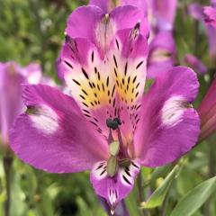 �\��̔� �A���X�g�������A �c ���[�~�i�X 10.5cm�|�b�g �h���� �ԕc �K�[�f�j���O �c kwi 3�����{�ȍ~����