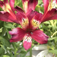 �\��̔� �A���X�g�������A �c ���C���{�[ 10.5cm�|�b�g ������h���� �ԕc �K�[�f�j���O �c kwi 3�����{�ȍ~����