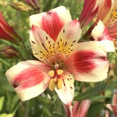 �\��̔� �A���X�g�������A �c ���g�� 10.5cm�|�b�g �h���� �ԕc �K�[�f�j���O �c kwi 3�����{�ȍ~����