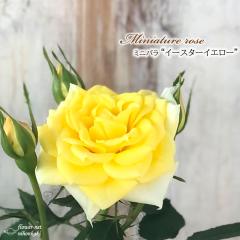 �\��̔� �~�j�o�� �C�[�X�^�[�C�G���[ 3���|�b�g �o�� �K�N �o���c �c bry 3����{�ȍ~����