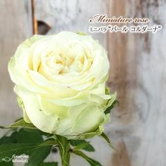 �y�܂��Ȃ����ߐ؂�z �\��̔� �~�j�o�� �p�[���R���_�[�i 3���|�b�g �l�G�炫 �F�� ���� �o�� �K�N �o���c �c �R���_�i �� ars 4�����{