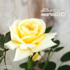 �\��̔� �~�j�o�� �t���O�����X 3���|�b�g �l�G�炫 �F�� ���� �o�� �K�N �o���c �c ���F bry 3����{�ȍ~����