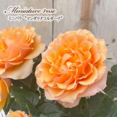 �y�܂��Ȃ����ߐ؂�z �\��̔� �~�j�o�� �}���_���i�R���_�[�i �o�^�i�� 3���|�b�g �l�G�炫 �F�� ���� �o�� �K�N �o���c �c �R���_�i 