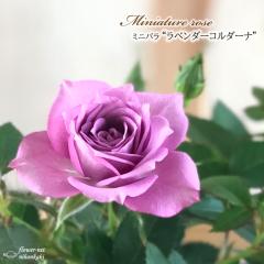 �y�܂��Ȃ����ߐ؂�z �\��̔� �~�j�o�� ���x���_�[�R���_�[�i �o�^�i�� 3���|�b�g �o�� �K�N �o���c �c bry 4�����{�ȍ~����