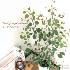 ���[�J�� �c �|�|���X 6���� �������� �|���A���Z���X �|���v�l�A �ϗt�A�� �V���{���c���[ �c�� �Ԗ� �n�[�u�c Herb