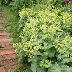 AP~ c X 9cm|bg N K[fjO ԕc hc atm