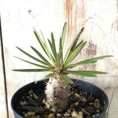�����A�� ca�p�L�|�f�B�E�� �O���L���X ���� 7.5cm�`9cm�|�b�g �����A�� �������� �R�[�f�b�N�X