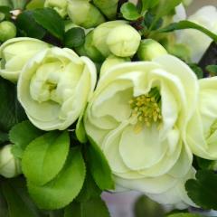 �\��̔� �؉Z �����a 9cm�|�b�g �J�ԗ\�芔 �{�P �ԕc ��� �Ԗ� mke 2�����{�ȍ~����