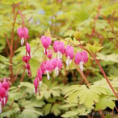 ^Cc\E c S[hn[g 9cm|bg vJvmX XyN^rX fBZg N K[fjO ԕc hc atm