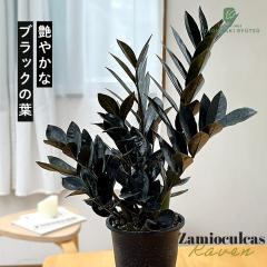 山野草）カンアオイ（寒葵）亀甲葉 センカクカンアオイ 3号（1ポット